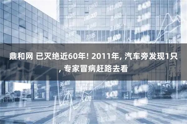 鼎和网 已灭绝近60年! 2011年, 汽车旁发现1只, 专家冒病赶路去看